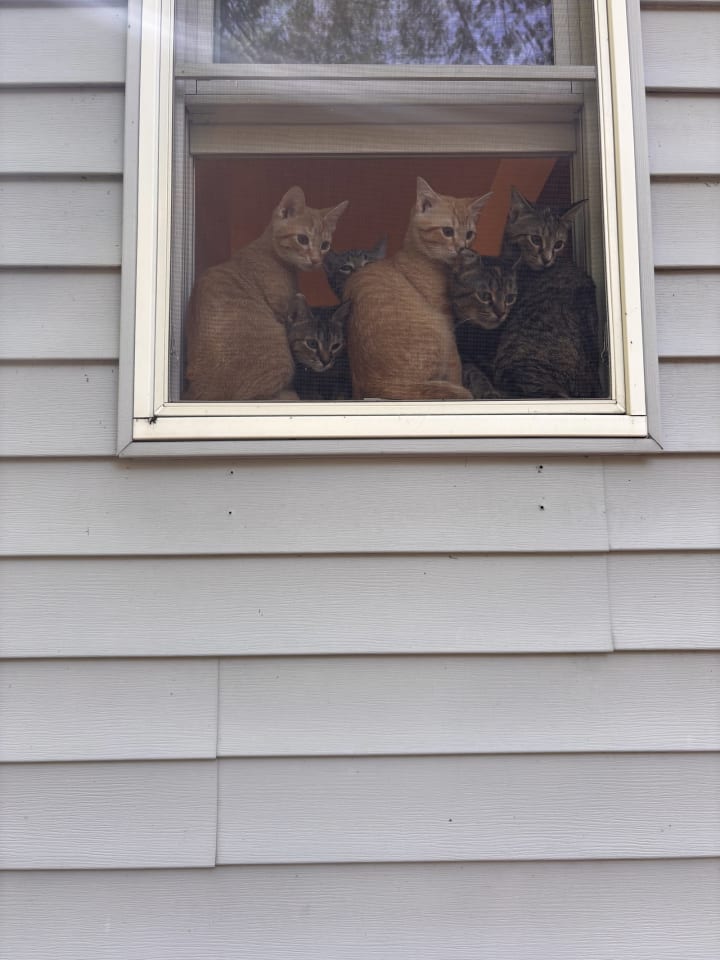 Photo of Snap- (must be adopted with Calista)
