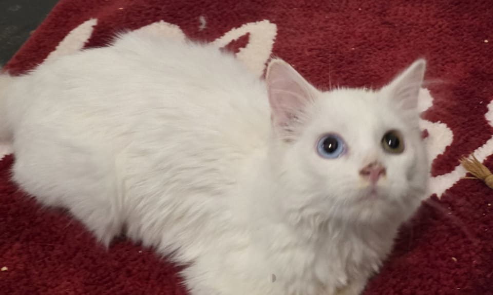 Photo of Nimbus
