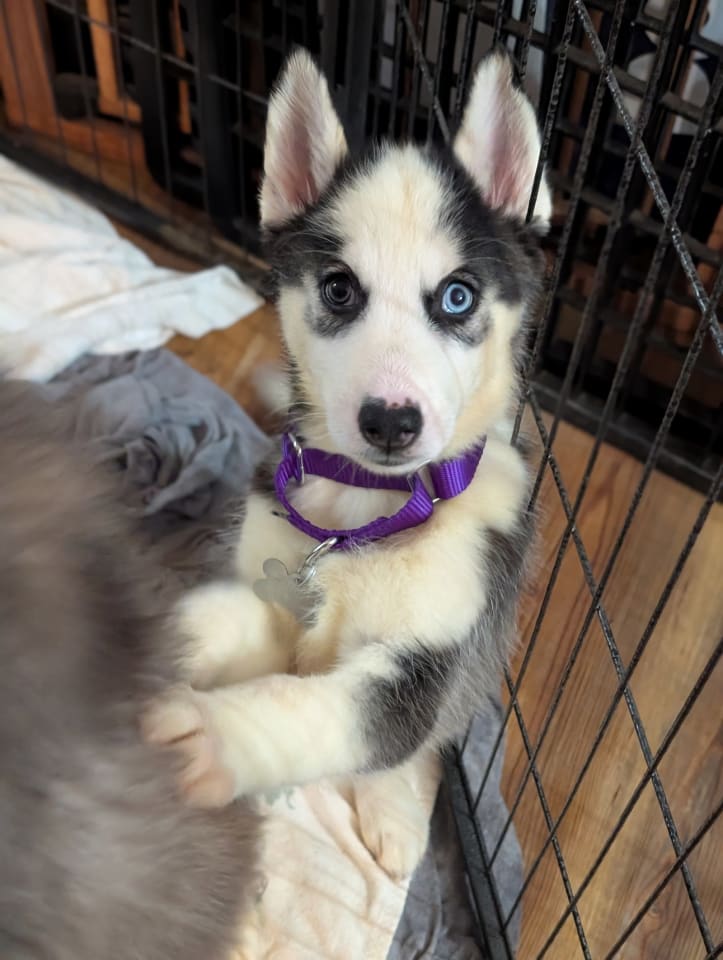 Photo of Ginger (Husky)