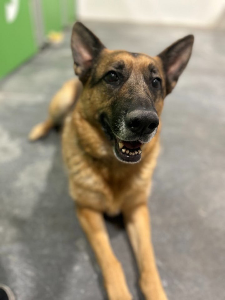 Photo of Gracie