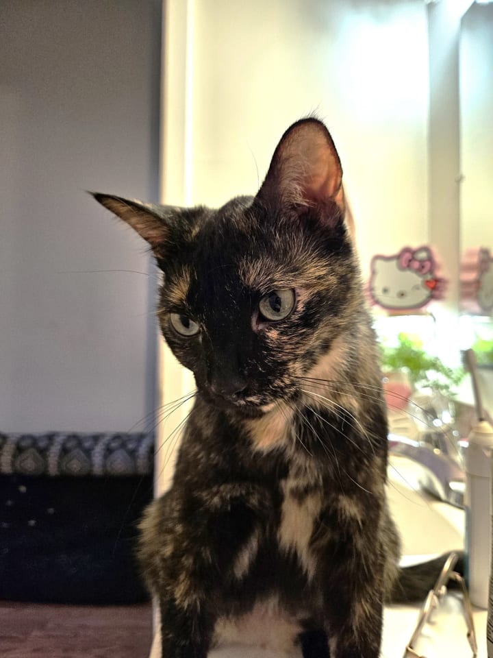 Photo of Cosmo
