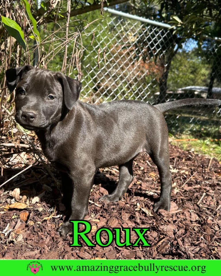 Photo of Roux 2