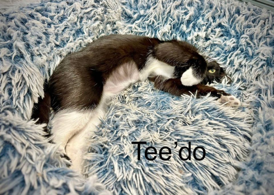 Photo of Teedo