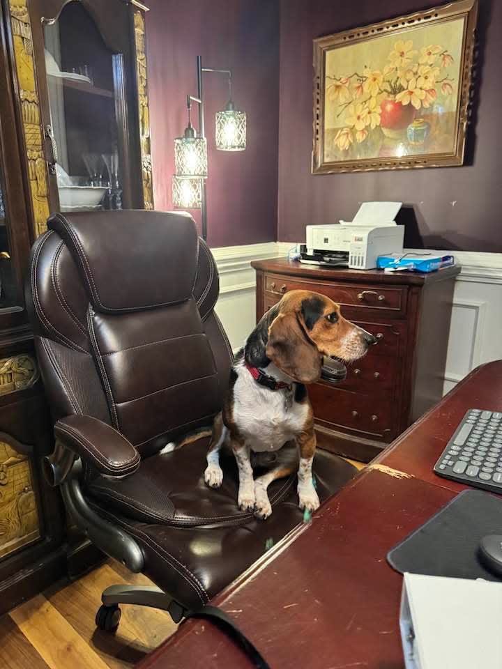 Photo of Rocky Beagle