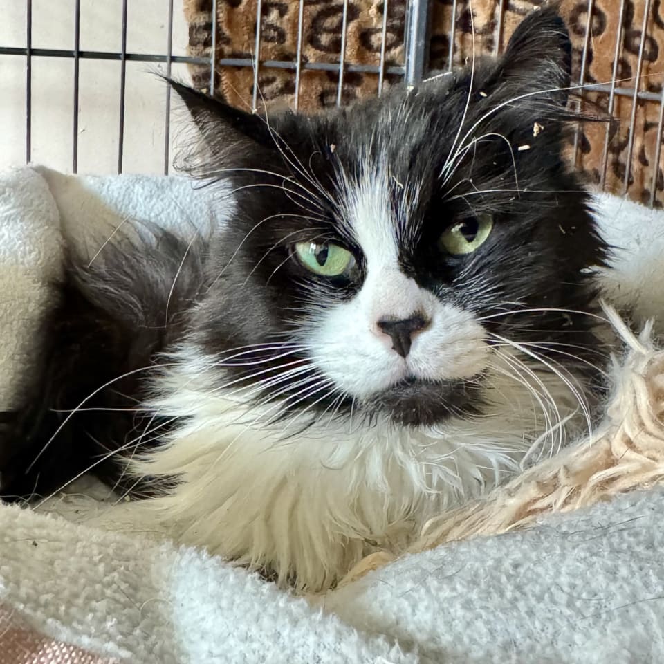 Photo of Cookie