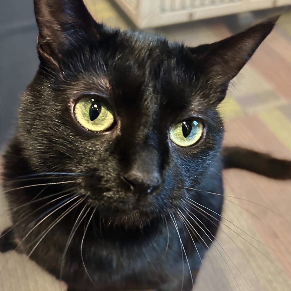 Photo of Dilly [Permanent Foster]