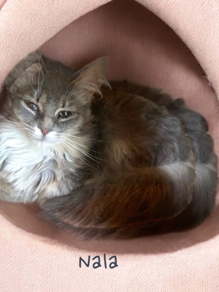 Photo of Nala