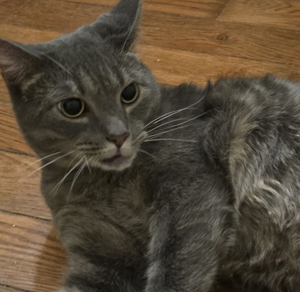 Photo of Penny