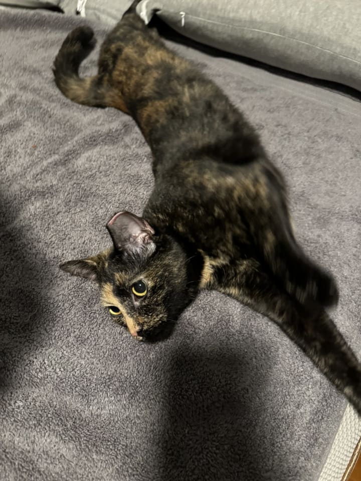 Photo of Chica