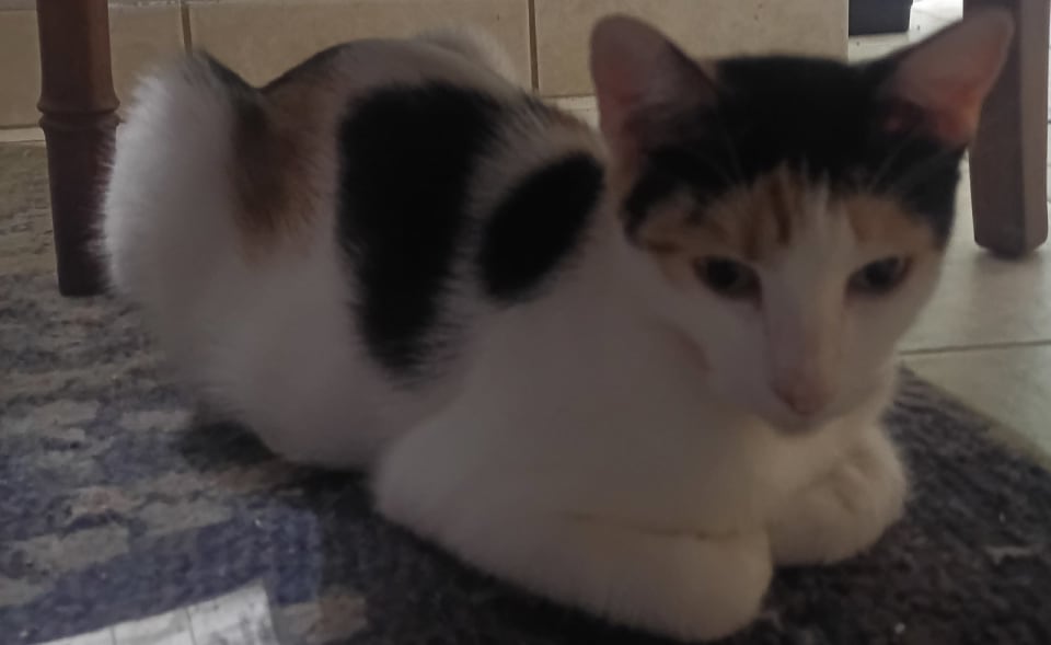 Photo of Sazz Pataki