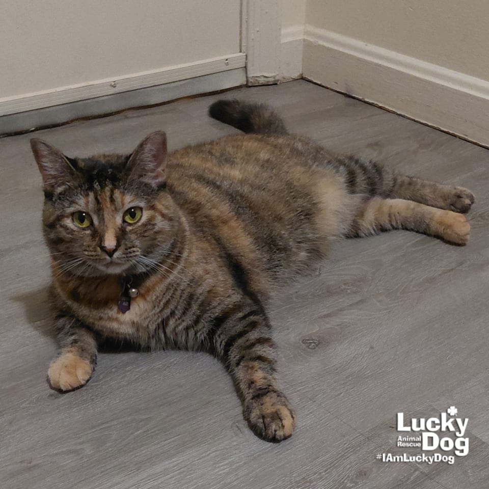 Photo of Lil Bitsy