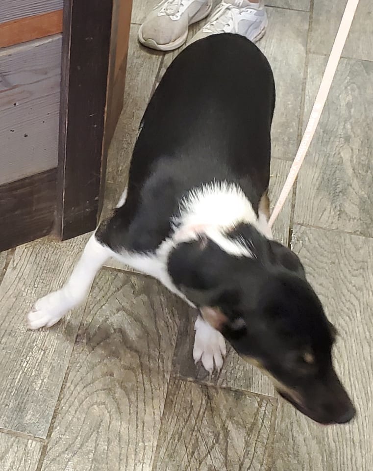 Photo of Xena