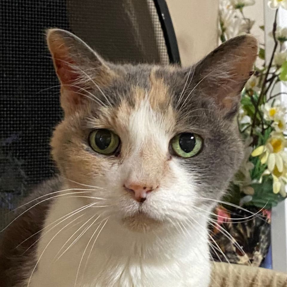 Photo of Kitty Kiki [Hospice Foster]