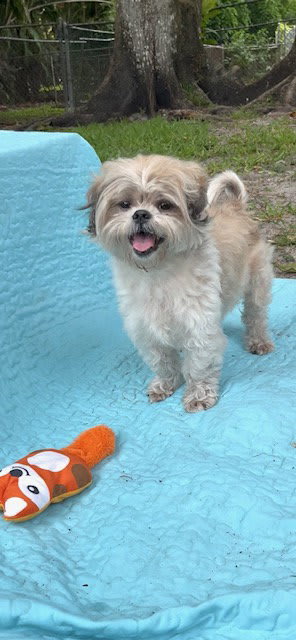 Photo of Bear