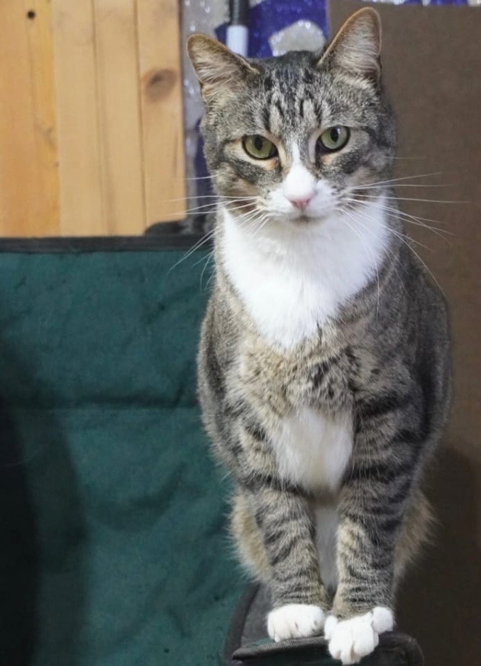 Photo of Mittens