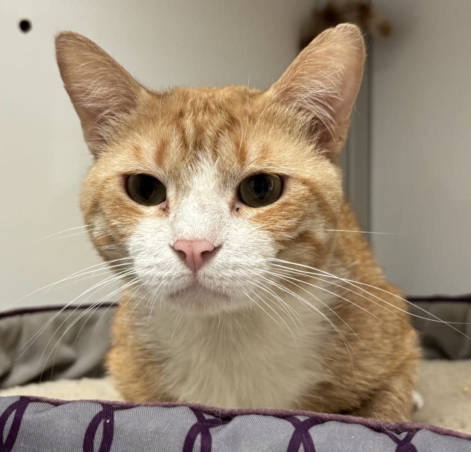 Photo of Chance (FIV+)