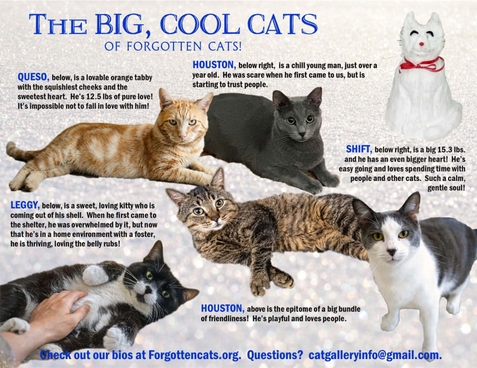Photo of Big Cats: 11+ pounds, Part 3
