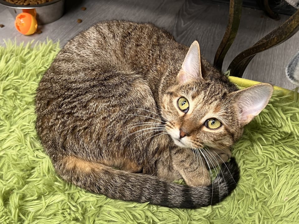 Photo of Buttercup