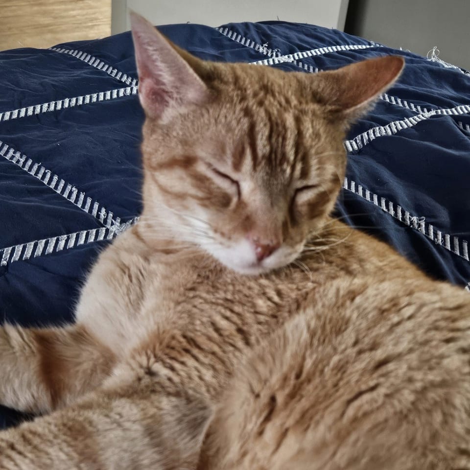 Photo of Cuddlebug