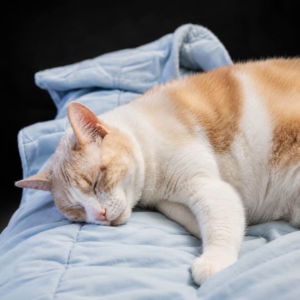 Photo of Marshmallow