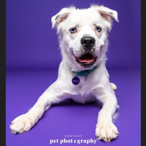 Photo of Falcor