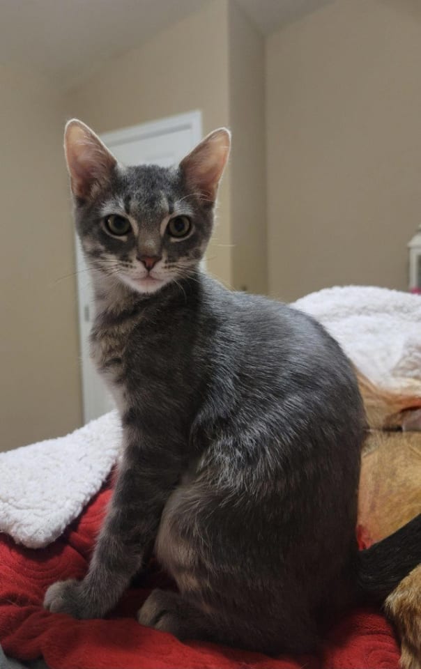 Photo of Phantom