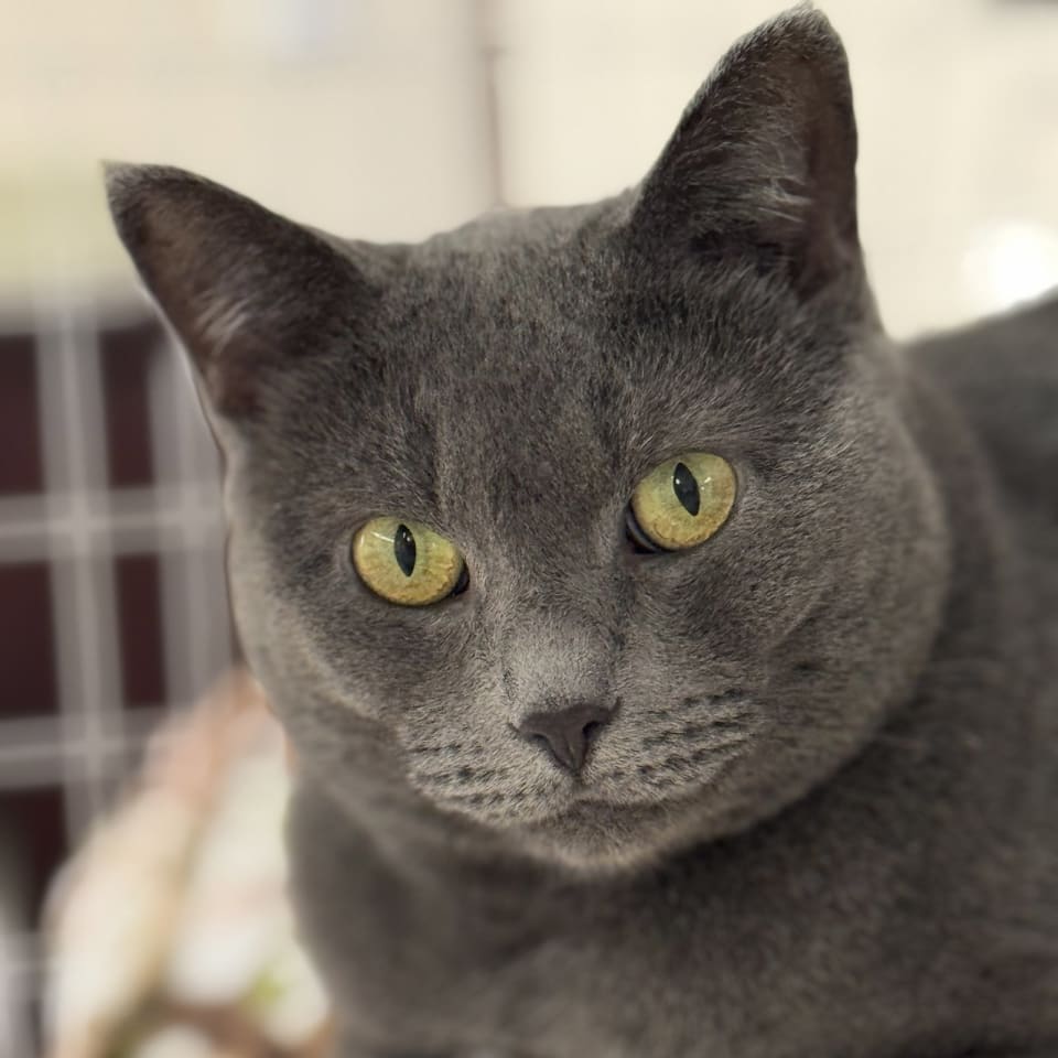Photo of Gracie