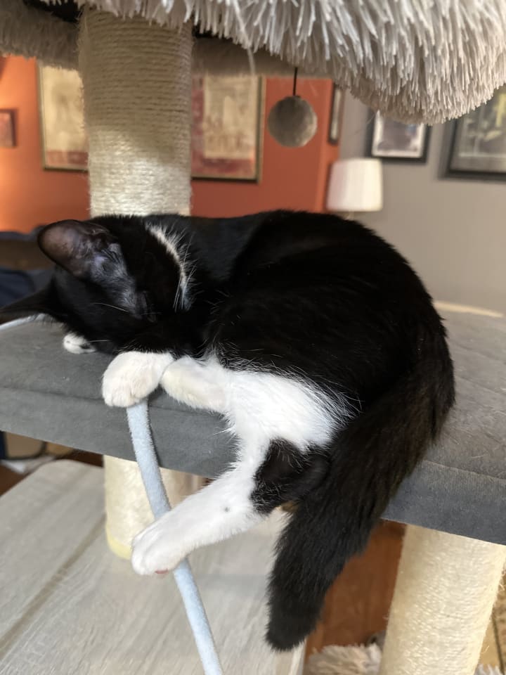 Photo of Martina (Bonded with Lady)