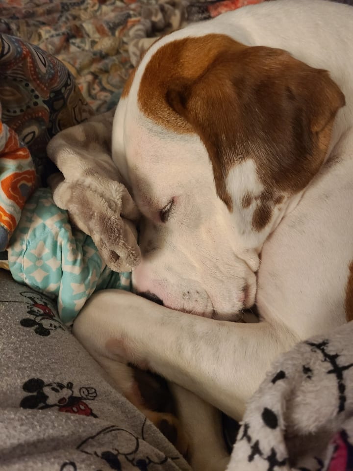 Photo of Beau