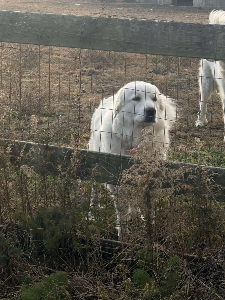 Photo of Athena the Prys