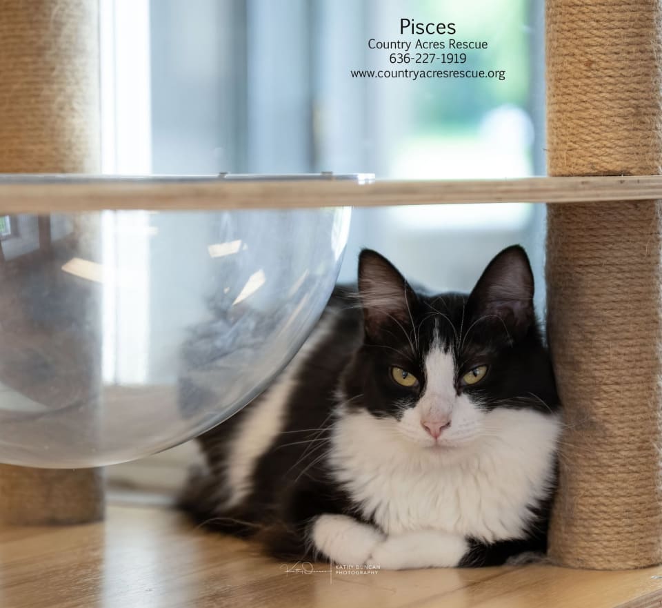 Photo of Pisces