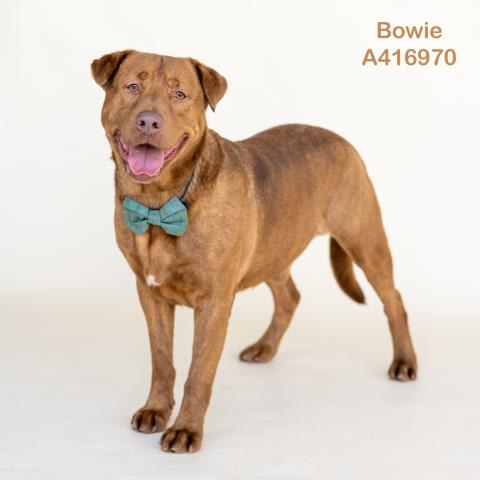 Photo of BOWIE