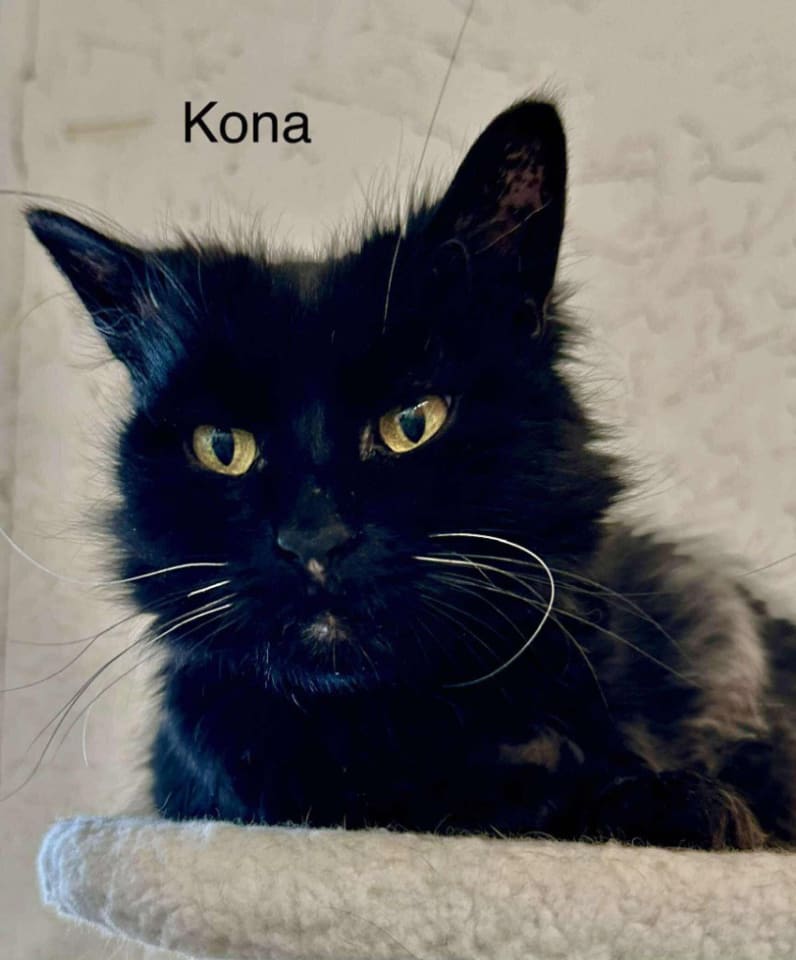 Photo of Kona