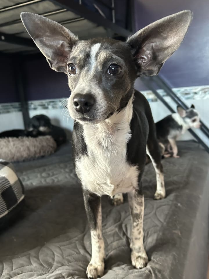 Photo of Angel Rat Terrier