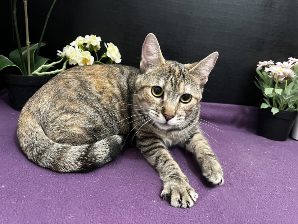 Photo of Marigold