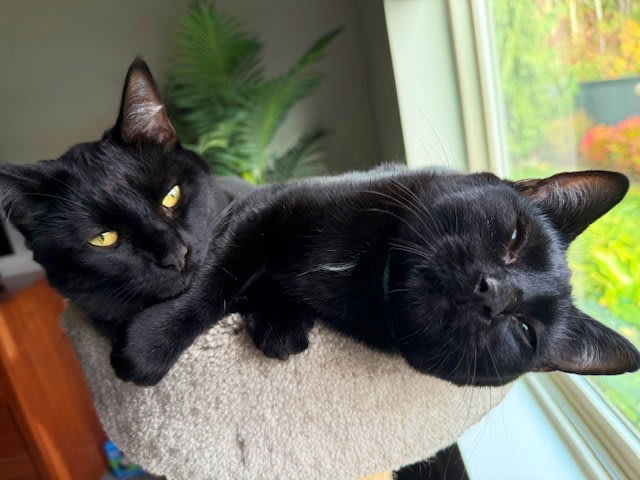 Photo of MERCY & ROXY - Twice the Sister Fun!