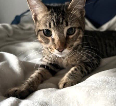 Photo of Jasper #bonded-to-Karma