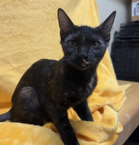 Photo of Karma #bonded-to-Jasper