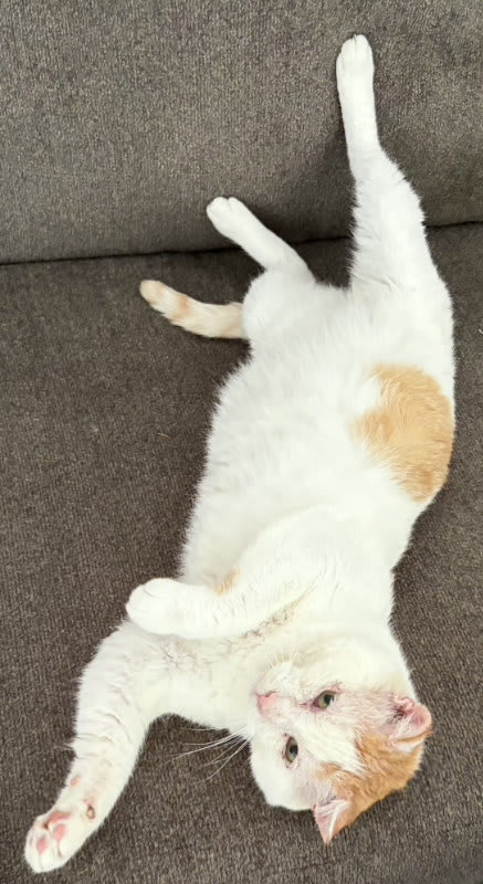 Photo of Snowball