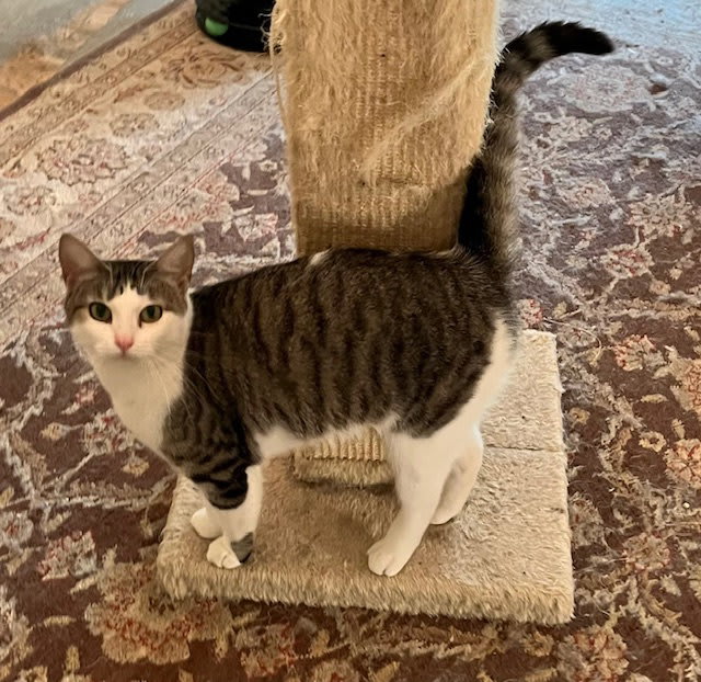 Photo of Prissy