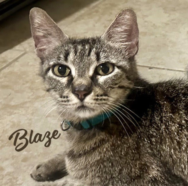Photo of Blaze #momma-cat-of-the-year