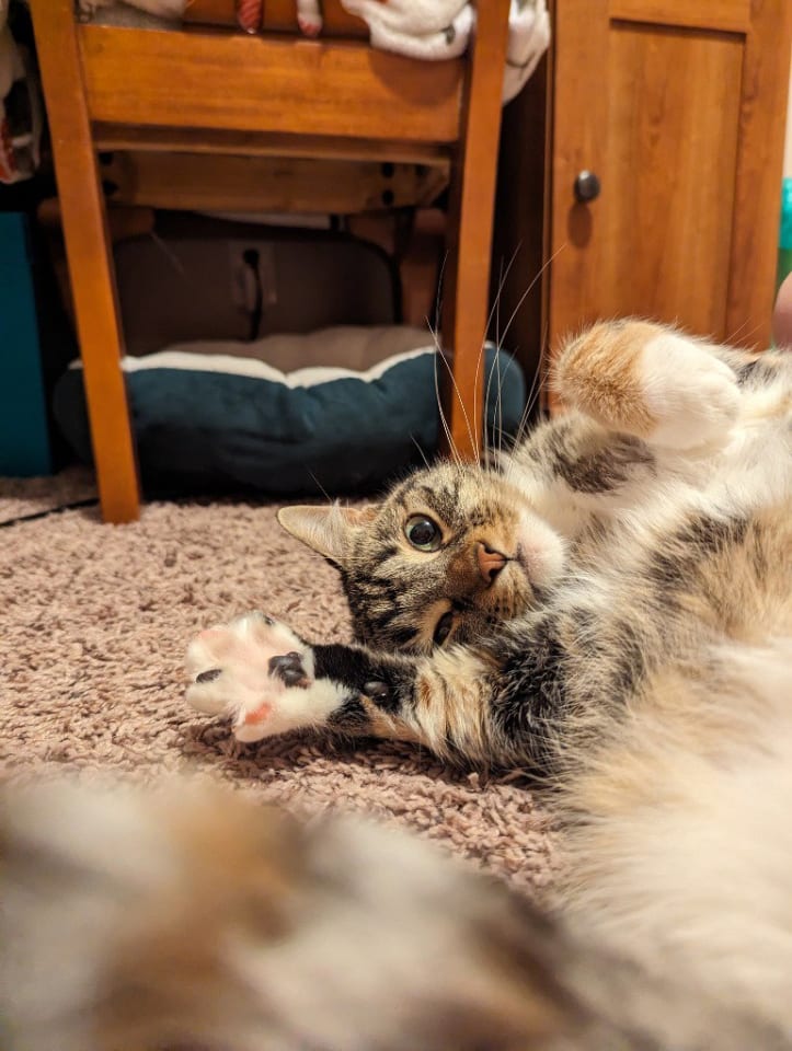 Photo of Marley