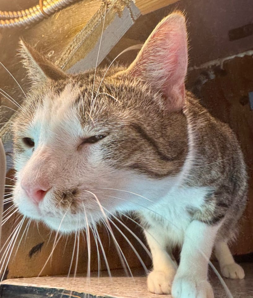 Photo of Catrick Swayzee