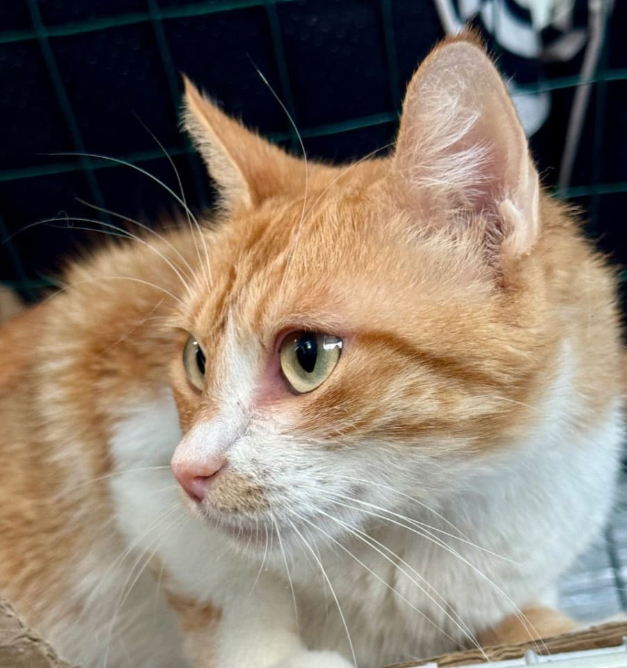 Photo of Gingeroo
