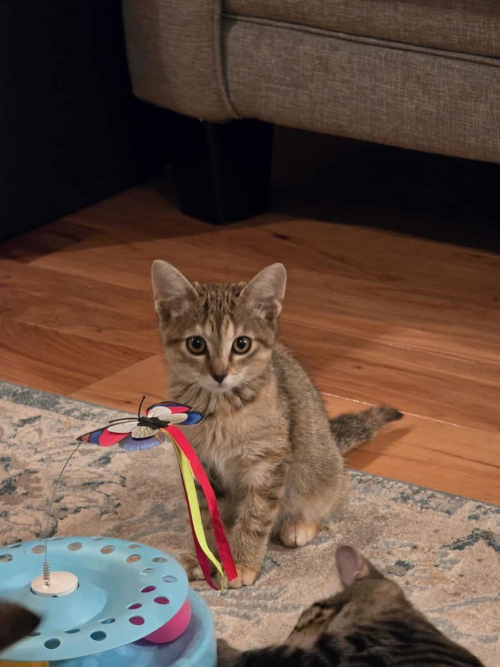 Photo of Sienna