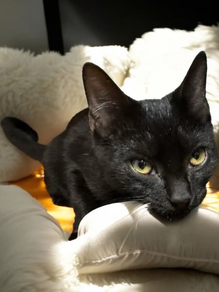 Photo of Tango