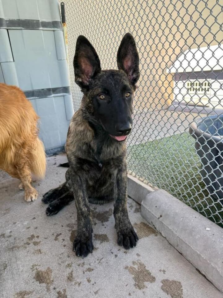 Photo of Sully Jr located in AR