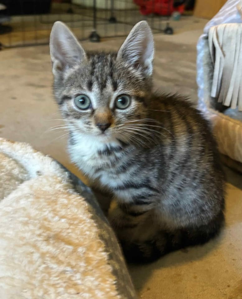 Photo of Mozzarella