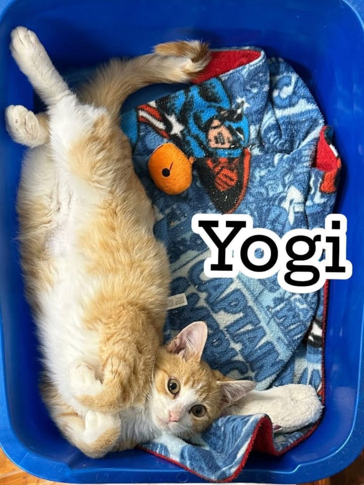 Photo of Yogi