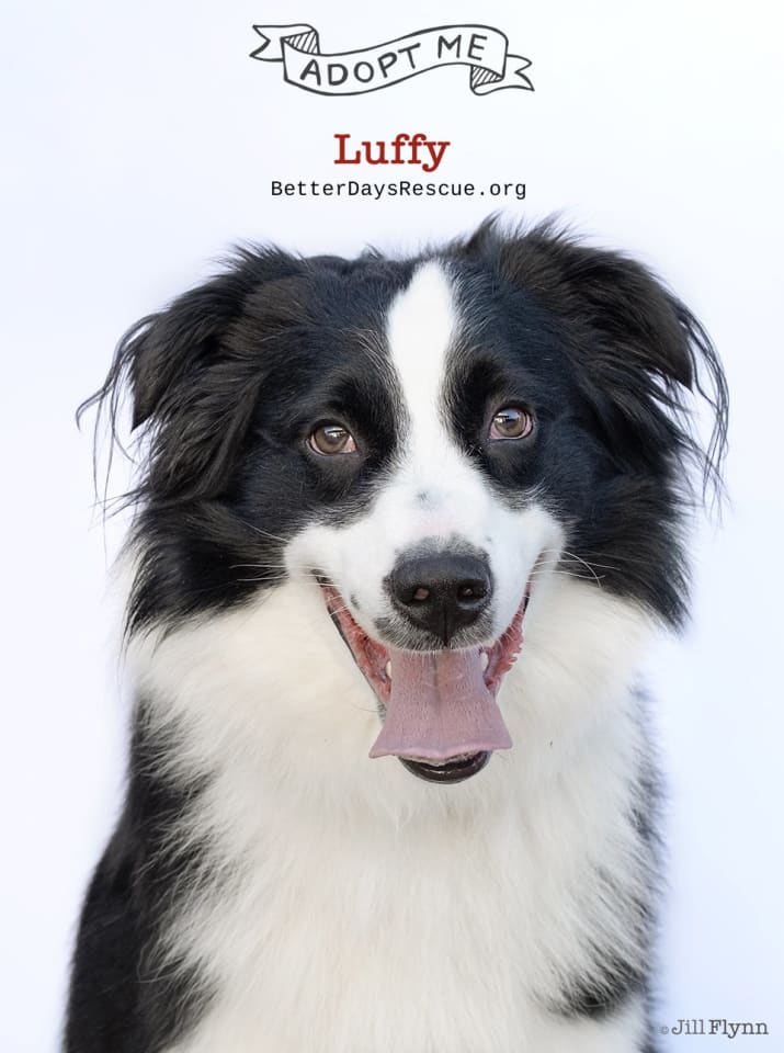 Photo of LUFFY
